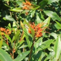 Grevillea Orange Marmalade -GARDEN Shop apo orange marmalade flowering