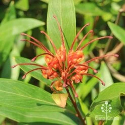 Grevillea Orange Marmalade -GARDEN Shop apo orange marmalade grevillea flower above