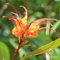 Grevillea Orange Marmalade -GARDEN Shop apo orange marmalade grevillea flower opening
