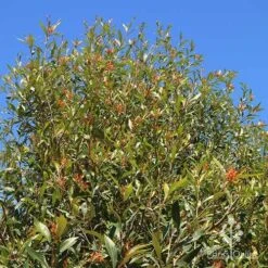 Grevillea Orange Marmalade -GARDEN Shop apo orange marmalade nursery bank2