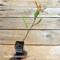 Grevillea Orange Marmalade -GARDEN Shop apo orange marmalade tubetock flowering