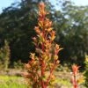 Syzygium Orange Twist - Lilly Pilly -GARDEN Shop apo orange twist backlit