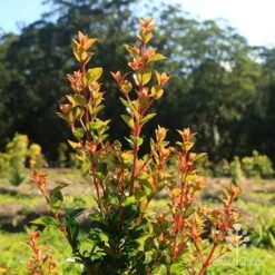Syzygium Orange Twist - Lilly Pilly -GARDEN Shop apo orange twist nursery