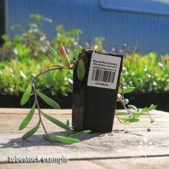 GARDEN Shop -GARDEN Shop apo othonna ruby necklace tubestock