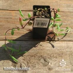 Othonna Ruby Necklace - Little Pickles - Succulent -GARDEN Shop apo othonna ruby necklace tubestock top