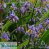 Dianella Little Jess 10 Dianella Little Jess -GARDEN Shop apo ozbreed little jess flowers