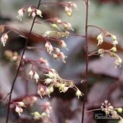 Heuchera Palace Purple - Coral Bells -GARDEN Shop apo palace purple heuchera flowers