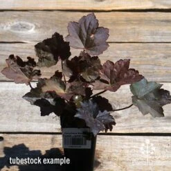 Heuchera Palace Purple - Coral Bells -GARDEN Shop apo palace purple heuchera tubestock top
