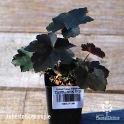 Heuchera Palace Purple - Coral Bells -GARDEN Shop apo palace purple tubestock top