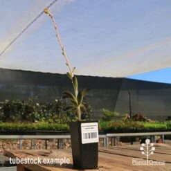 Kalanchoe Tomentosa – Panda Plant - Succulent -GARDEN Shop apo panda plant tubestock tall