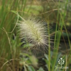 Pennisetum Alopecuroides - Swamp Fountain Grass -GARDEN Shop apo pennisetum alopec awn