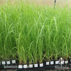 Pennisetum Alopecuroides - Swamp Fountain Grass -GARDEN Shop apo pennisetum alopecuroides large