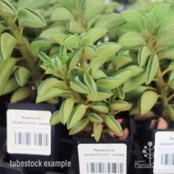 Peperomia Dolabriformis - Prayer Pepper - Succulent 9 Peperomia Dolabriformis - Prayer Pepper - Succulent -GARDEN Shop apo peperomia dolab tubestock