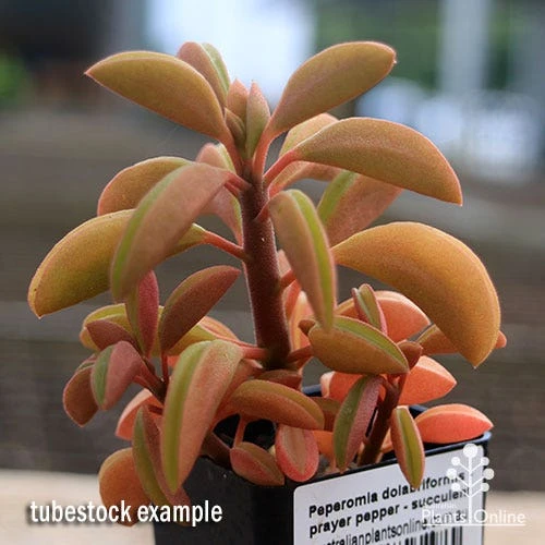 Peperomia Dolabriformis - Prayer Pepper - Succulent 7 Peperomia Dolabriformis - Prayer Pepper - Succulent - Image 7