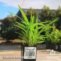 Dianella Petite Marie 12 Dianella Petite Marie -GARDEN Shop apo petite marie dianella tubestock