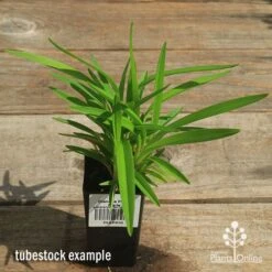 Dianella Petite Marie 13 Dianella Petite Marie -GARDEN Shop apo petite marie dianella tubestock top