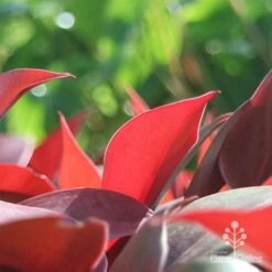 Philodendron Prince Of Orange -GARDEN Shop apo philo prince of orange leaf