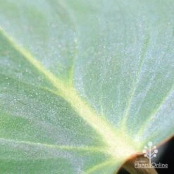 Philodendron Gloriosum - Velvet Philodendron -GARDEN Shop apo philodendron gloriosum glittery