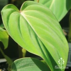 Philodendron Gloriosum - Velvet Philodendron -GARDEN Shop apo philodendron gloriosum velvety