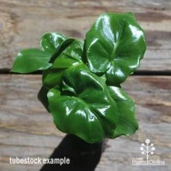 Philodendron Super Atom 15 Philodendron Super Atom -GARDEN Shop apo philodendron super atom tubestock top