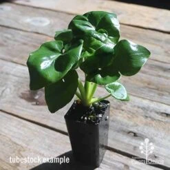 Philodendron Super Atom 17 Philodendron Super Atom -GARDEN Shop apo philodendron super atom tubestock2
