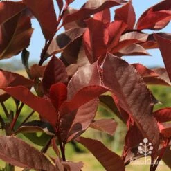 Photinia Black Jack -GARDEN Shop apo photinia black jack colour