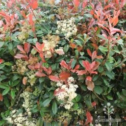 Photinia Red Robin -GARDEN Shop apo photinia flowers red leaves