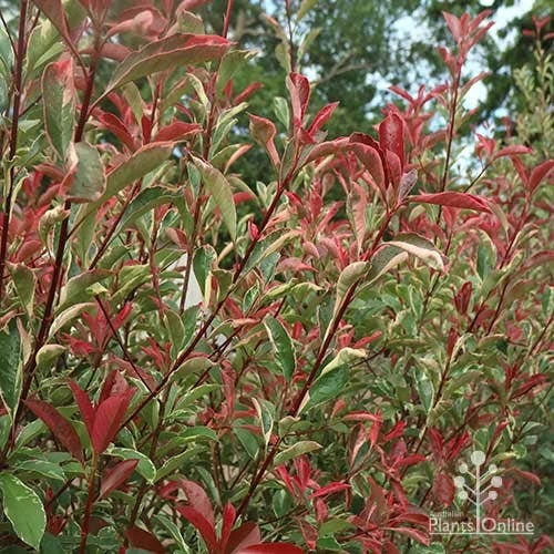 Photinia Pink Marble 10 Photinia Pink Marble - Image 10