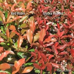 Photinia Red Robin -GARDEN Shop apo photinia red robin glabra rubens 1