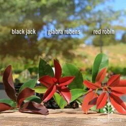 Photinia Red Robin -GARDEN Shop apo photinia trio compare