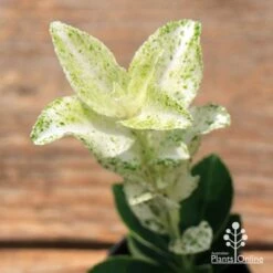 Euonymus Pierrolino - Variegated Spindle -GARDEN Shop apo pierrolino euonymus 1