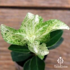 Euonymus Pierrolino - Variegated Spindle -GARDEN Shop apo pierrolino euonymus 2