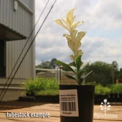 Euonymus Pierrolino - Variegated Spindle -GARDEN Shop apo pierrolino euonymus tubestock2