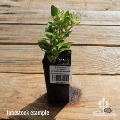 Euonymus Pierrolino - Variegated Spindle -GARDEN Shop apo pierrolino tubestock