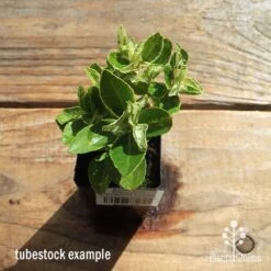 Euonymus Pierrolino - Variegated Spindle -GARDEN Shop apo pierrolino tubestock top