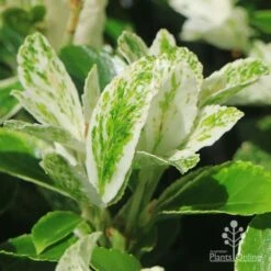 Euonymus Pierrolino - Variegated Spindle -GARDEN Shop apo pierrolino variegation