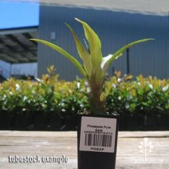 Pineapple Pure Gold -GARDEN Shop apo pineapple tubestock nursery