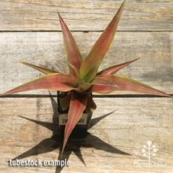 Pineapple Pure Gold -GARDEN Shop apo pineapple tubestock pure gold top