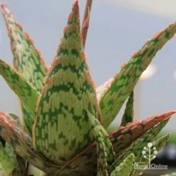 Aloe Pink Blush - Succulent -GARDEN Shop apo pink blush aloe leaves