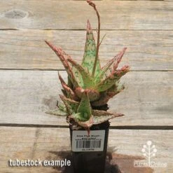 Aloe Pink Blush - Succulent -GARDEN Shop apo pink blush aloe tubestock