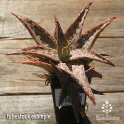 Aloe Pink Blush - Succulent -GARDEN Shop apo pink blush aloe tubestock large