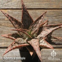Aloe Pink Blush - Succulent