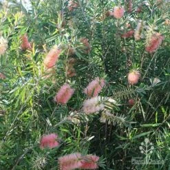 Callistemon Pink Champagne 18 Callistemon Pink Champagne -GARDEN Shop apo pink champagne colour range