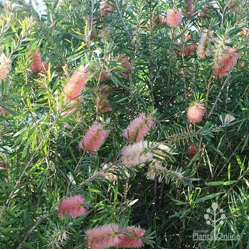 Callistemon Pink Champagne 6 Callistemon Pink Champagne - Image 6