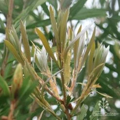 Callistemon Pink Champagne 15 Callistemon Pink Champagne -GARDEN Shop apo pink champagne new leaf colour