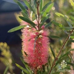 Callistemon Pink Champagne 23 Callistemon Pink Champagne -GARDEN Shop apo pink champgne callistemon flower