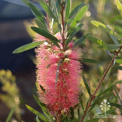 Callistemon Pink Champagne 11 Callistemon Pink Champagne - Image 11
