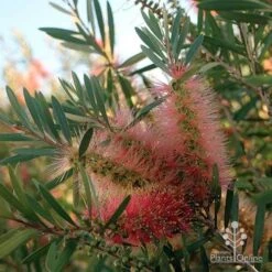 Callistemon Pink Champagne 20 Callistemon Pink Champagne -GARDEN Shop apo pink champgne colour fan