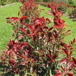Photinia Pink Marble 25 Photinia Pink Marble -GARDEN Shop apo pink marble hedge flower farm