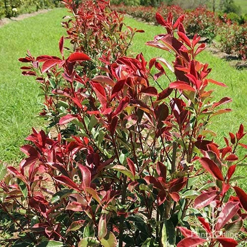Photinia Pink Marble 13 Photinia Pink Marble - Image 13